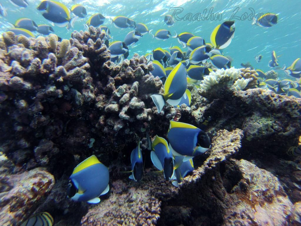 Raalhu Lodge Himmafushi Dış mekan fotoğraf